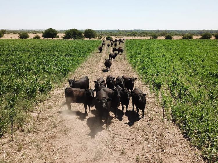Cubriendo baches en la oferta forrajera a través del sorgo