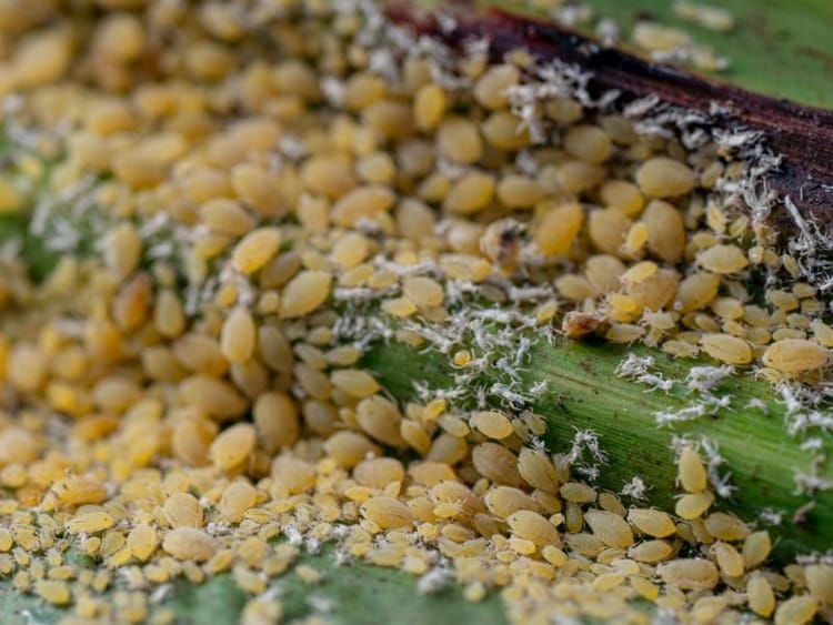 Pulgón Amarillo
