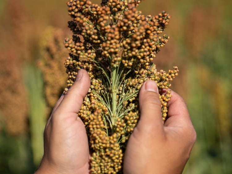 Uso de desecantes en sorgo granífero