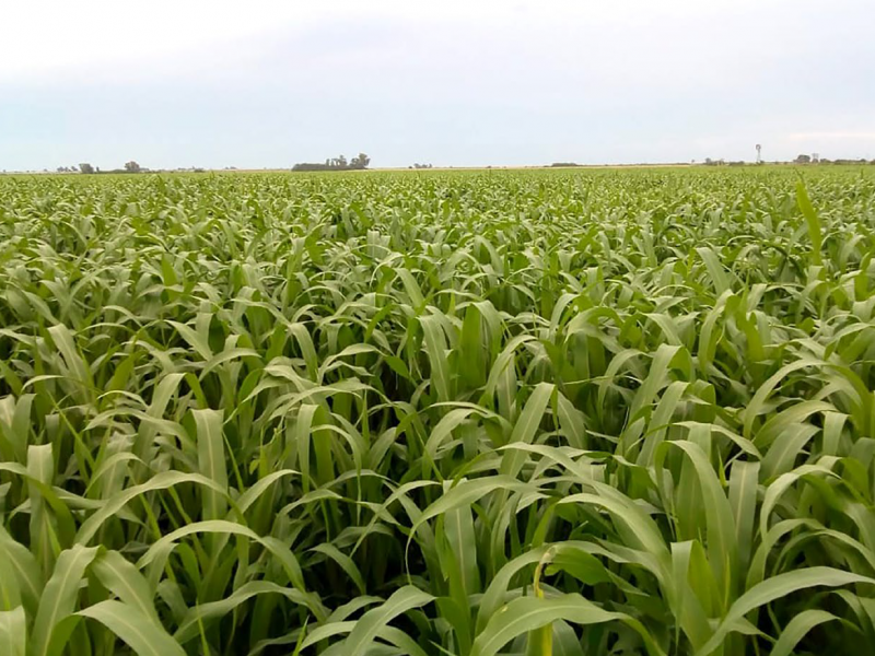 Sinergias en la asociación de sorgos forrajeros y ryegrass como verdeo de invierno