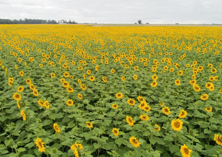 Densidad de Girasol