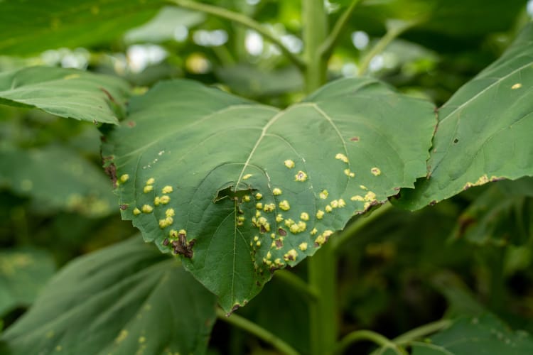 Roya blanca en el cultivo de girasol
