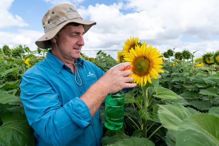 Anticipando la cosecha mediante el uso de desecantes químicos