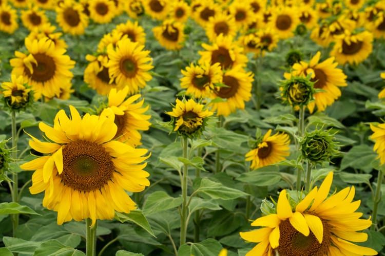 Manejo del cultivo girasol de segunda con Matías Fik