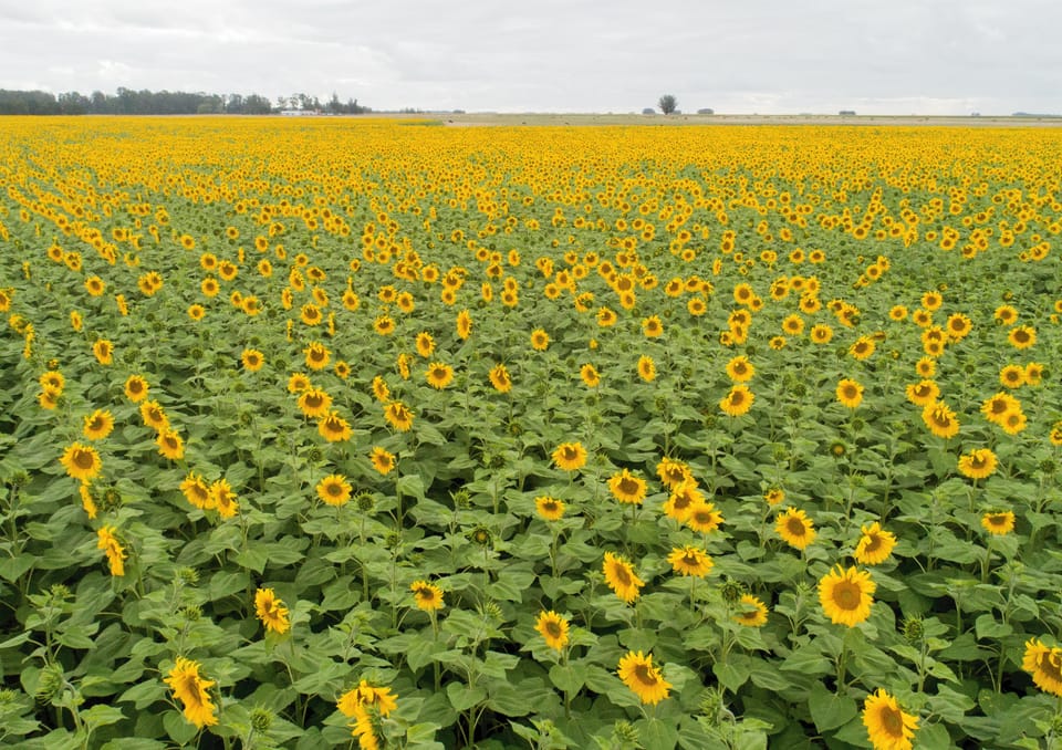Densidad de Girasol