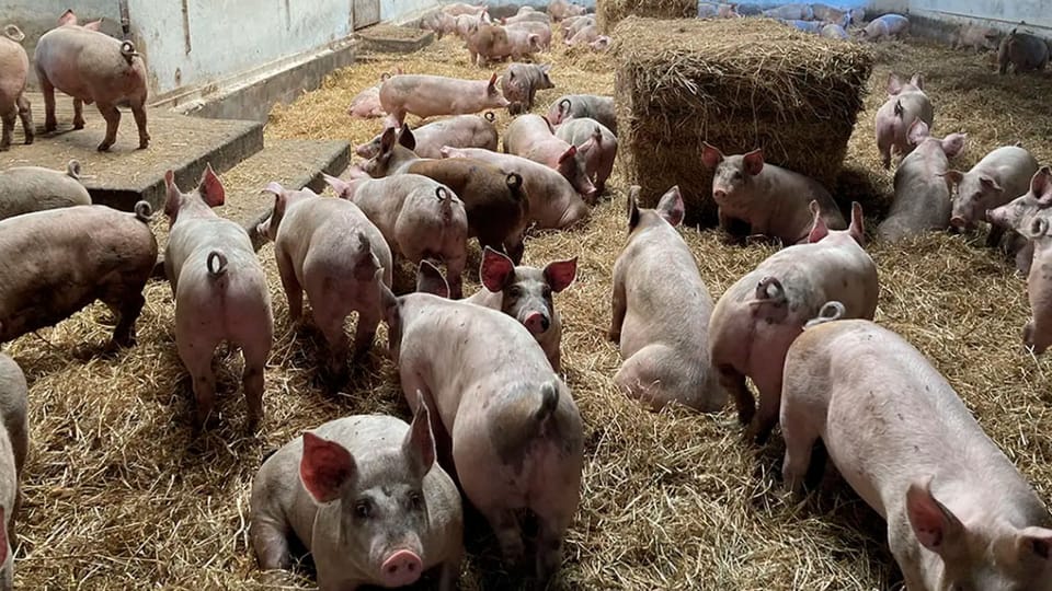 El sorgo como aliado en la producción porcina