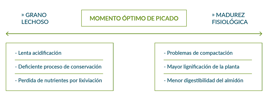 contenido de MS del forraje ensilado