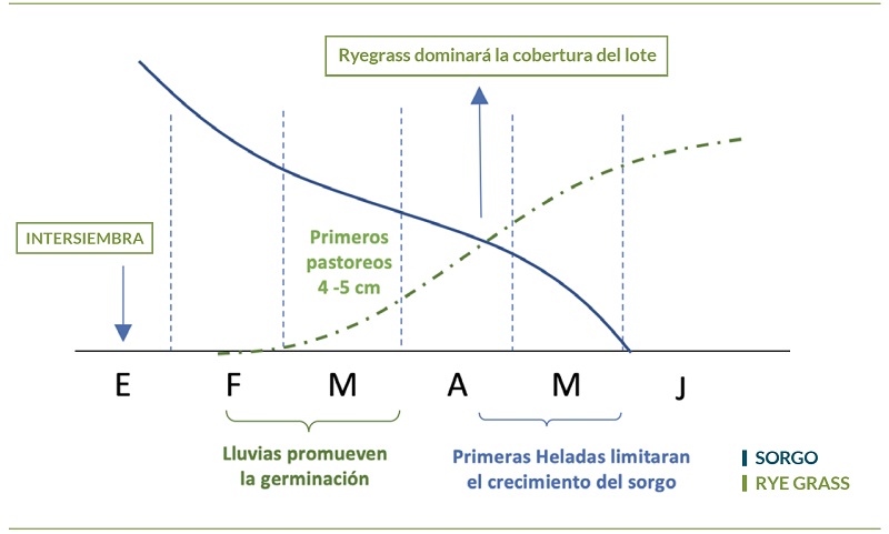 grafico