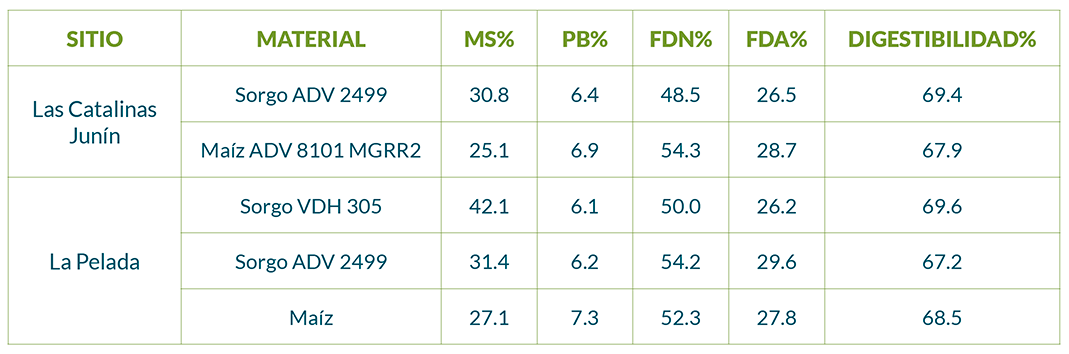 Silaje de sorgo vs silaje de maíz