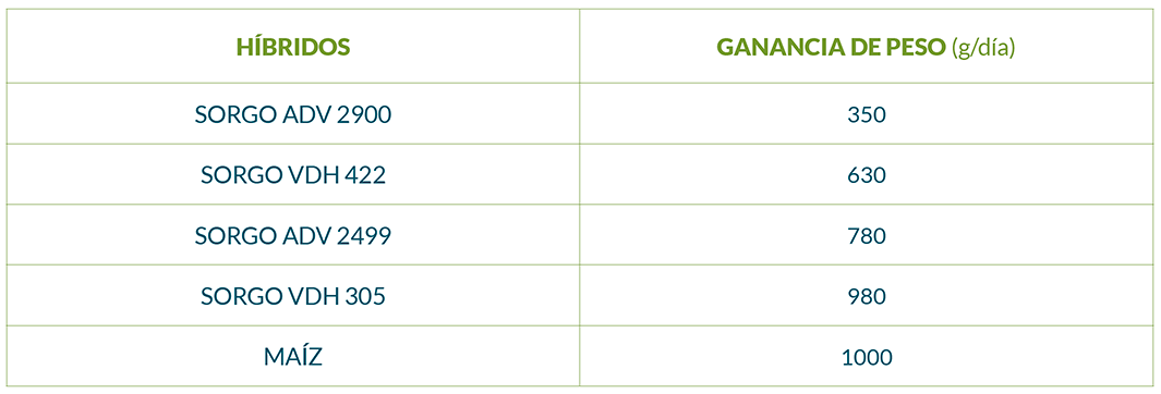 Silaje de sorgo vs silaje de maíz