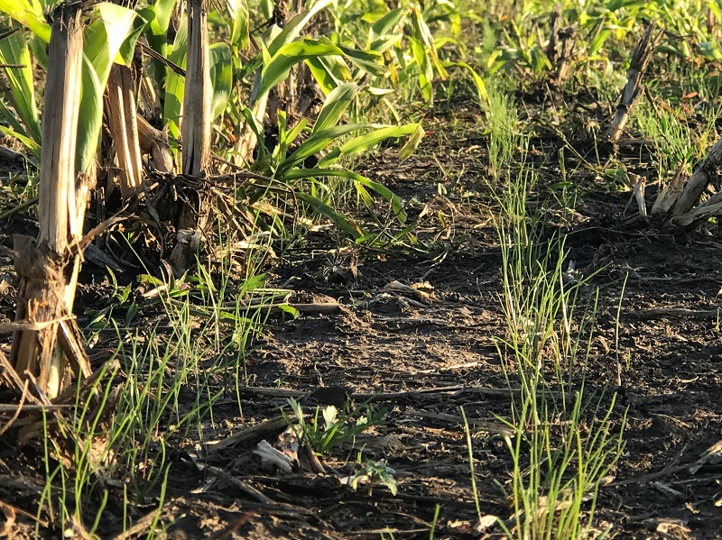 ryegrass sobre sorgo