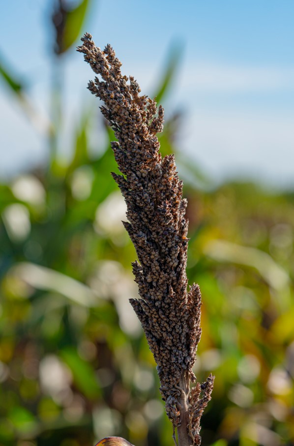 sorgo