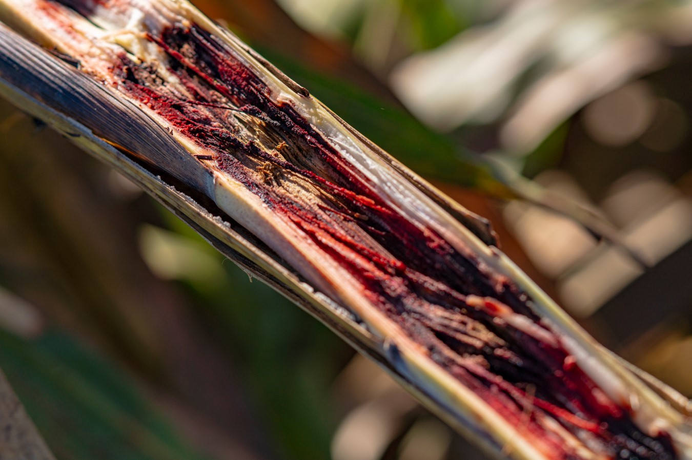 fusarium