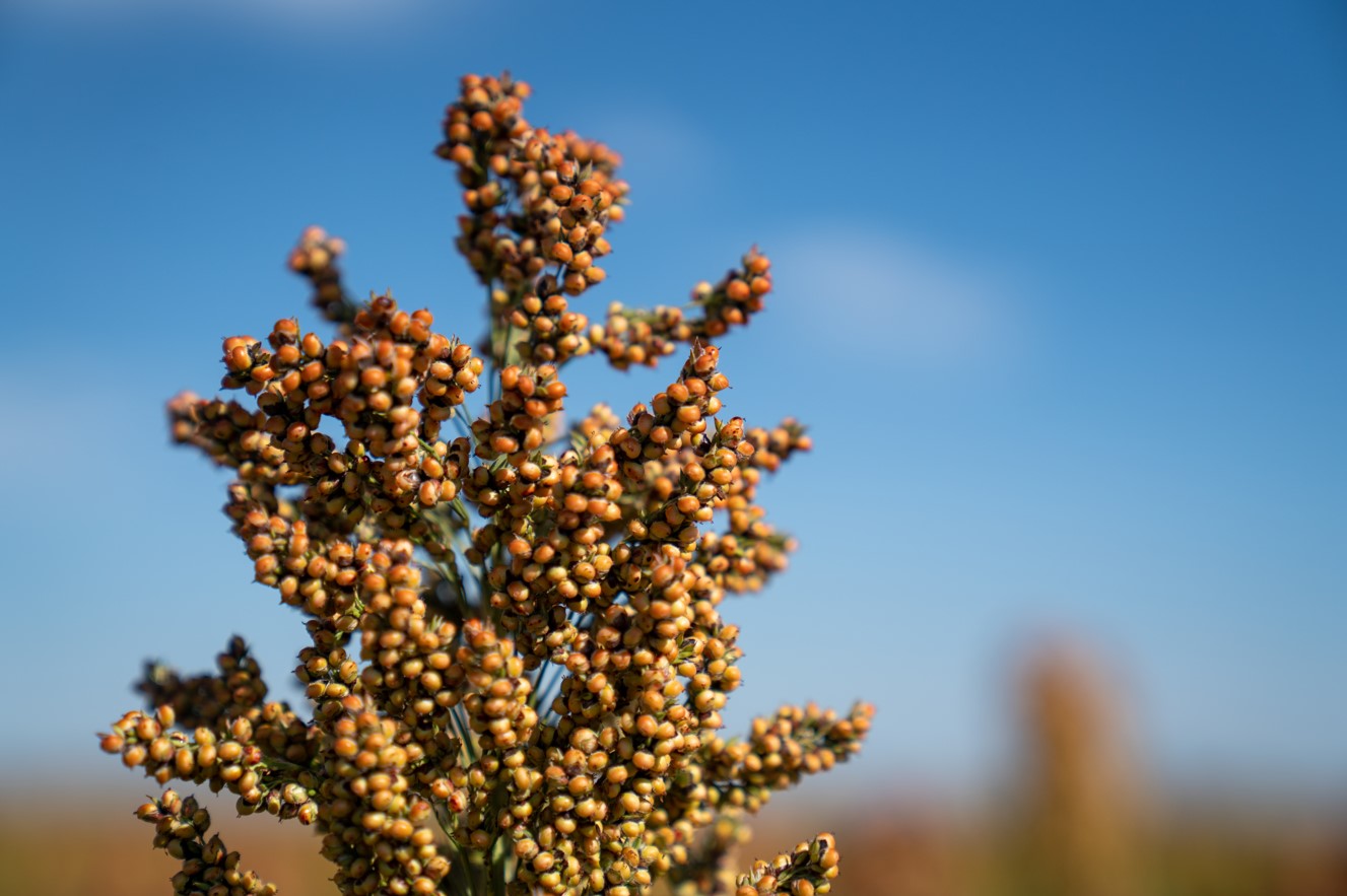 SORGO 1