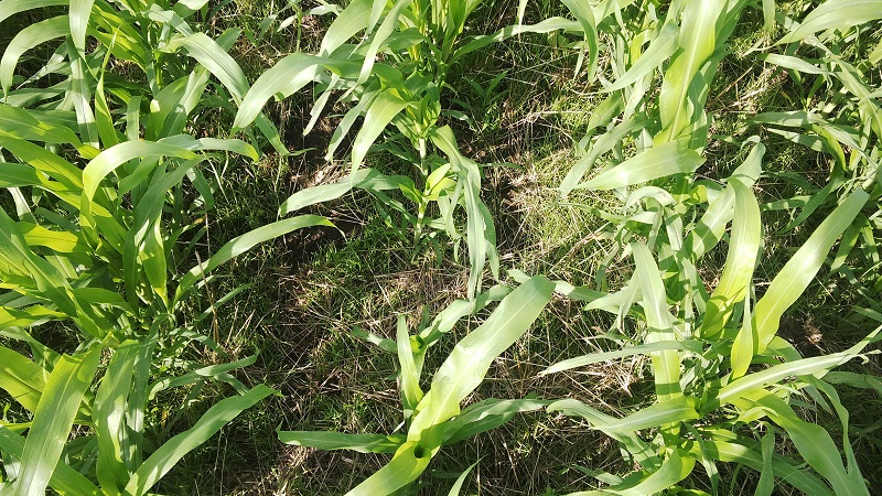 sorgo sobre ryegrass