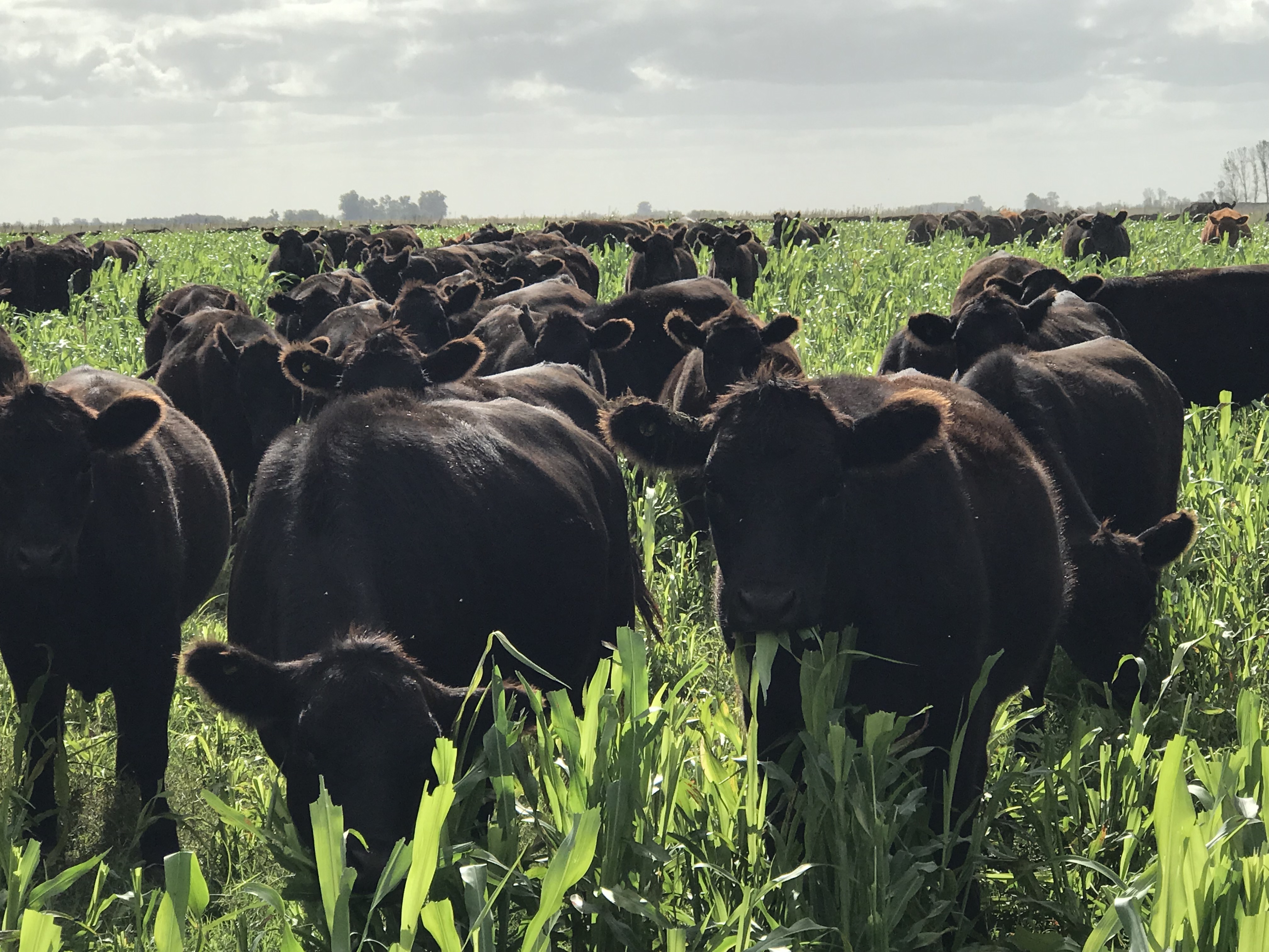 vacas pastoreando sorgo