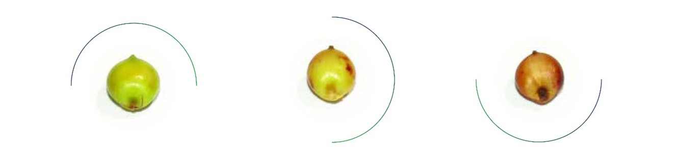GRANO