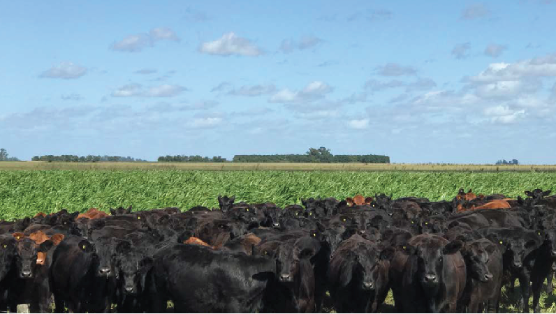 Vacas pastoreando sorgo forrajero