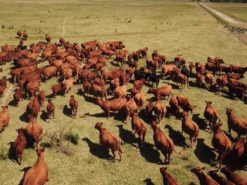 Una buena agricultura para una mejor ganadería