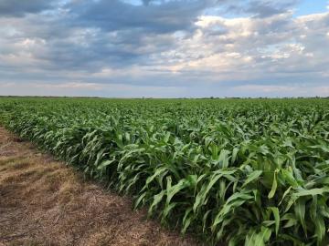Sorgo Forrajero