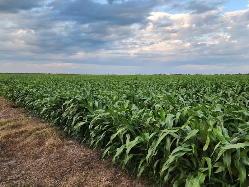 Sorgo Forrajero