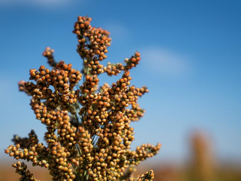 Sorgo